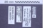 Etiketten zu Meristhus angulicollis (NHMW-ZOO-COL-0008101)